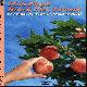 Pink Floyd Reach For A Peach