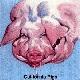 Pink Floyd California Pigs